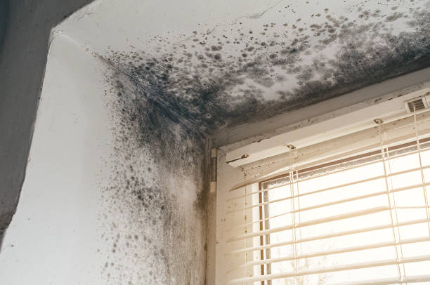 Affordable Mold Remediation solutions in Brodnax, VA